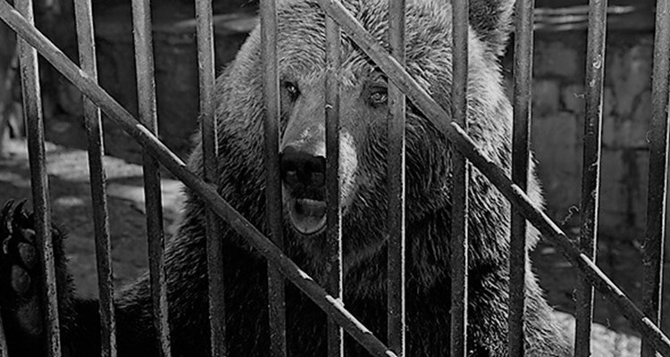 Chef döms efter dödlig björnattack på djurpark